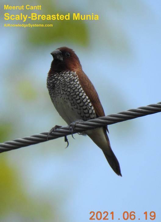 Scaly Breasted Munia (5) Coming Soon